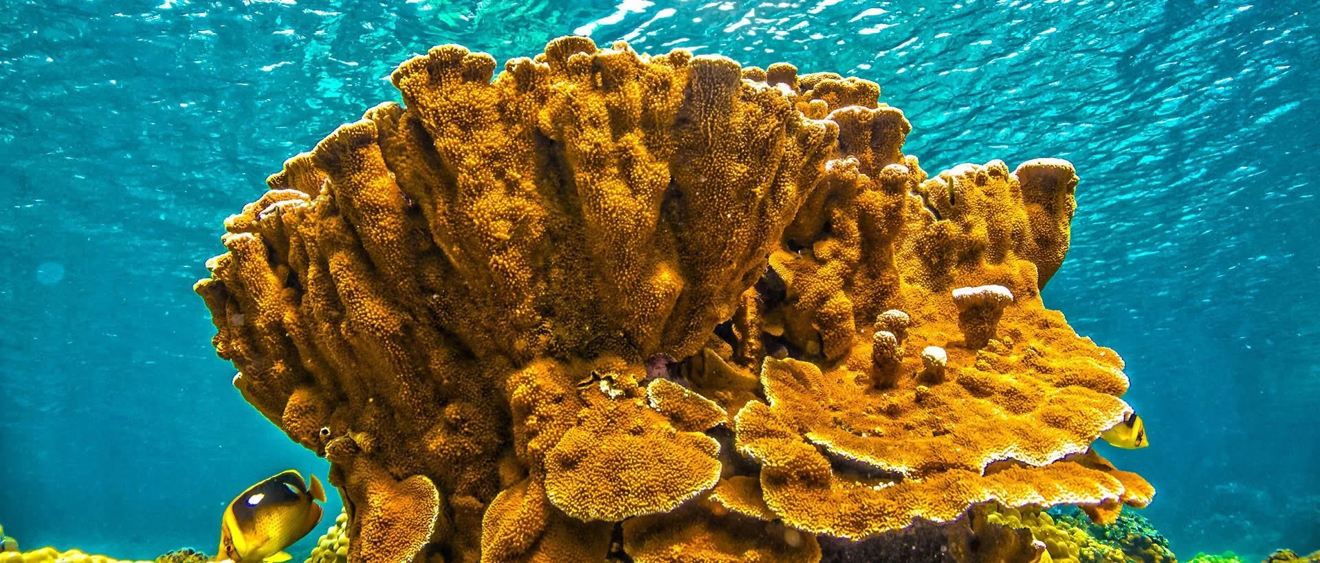 Red Sea Liveaboard 2028 — Lang's Ski 'N Scuba